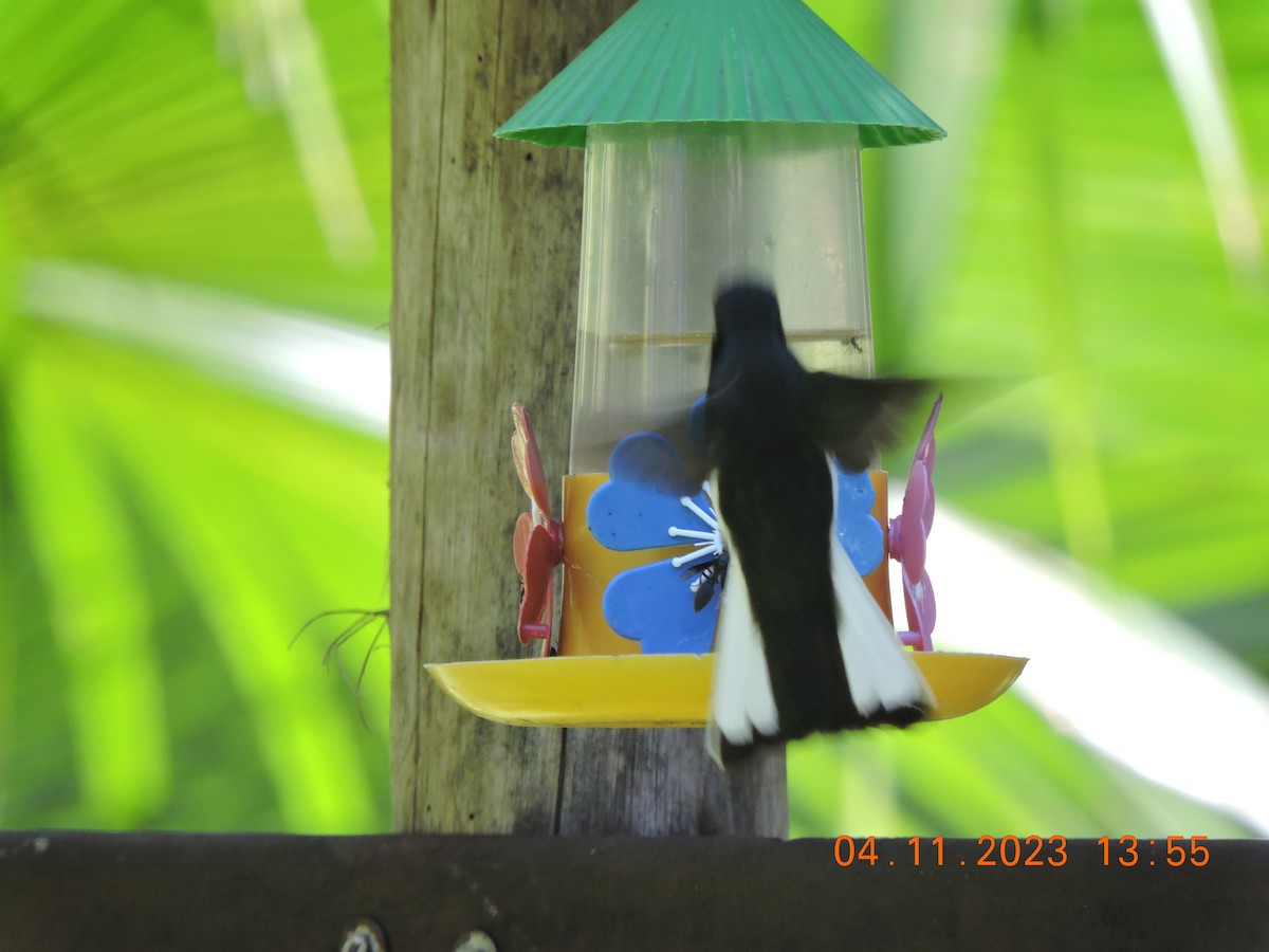 kolibřík černobílý - ML610770063