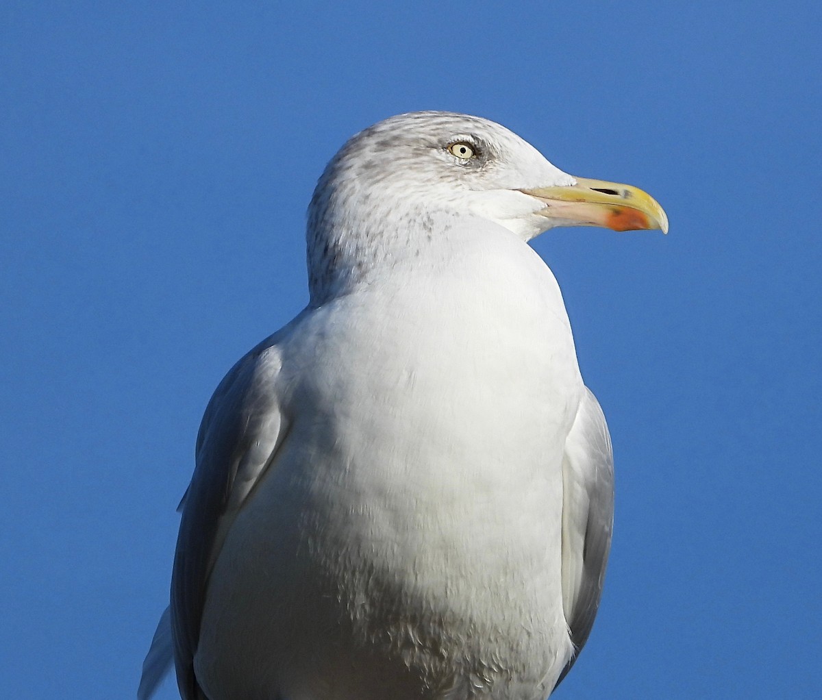 Herring Gull - ML610770078