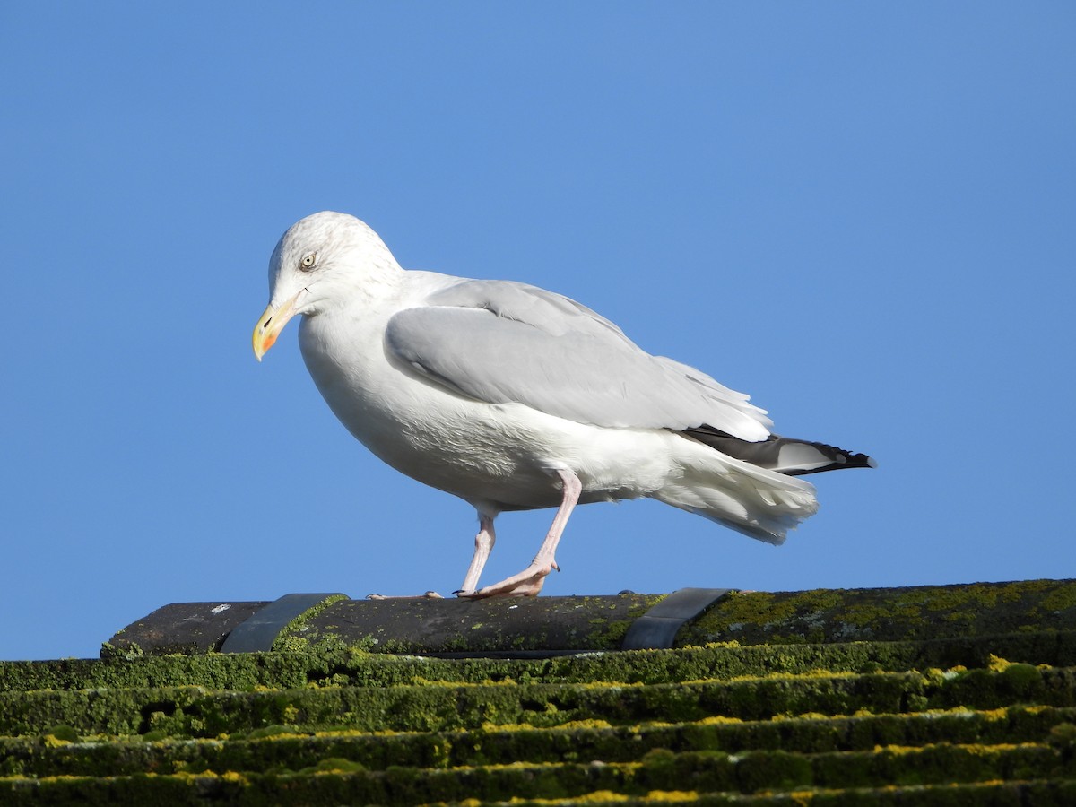 Herring Gull - ML610770079