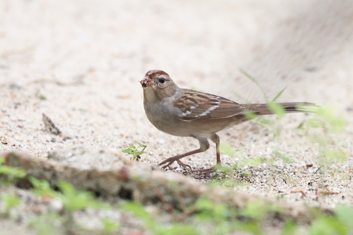 Bruant à couronne blanche - ML610770084