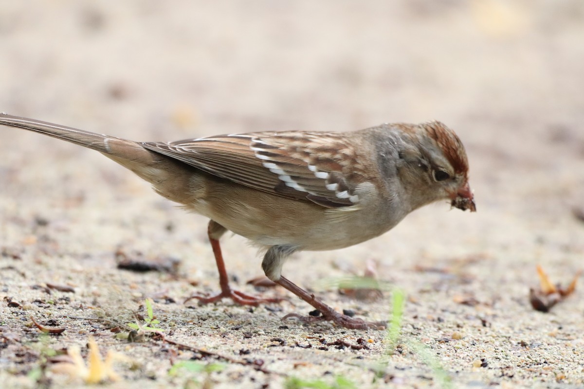 Bruant à couronne blanche - ML610770089