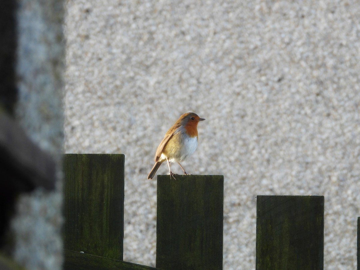 European Robin - ML610770137