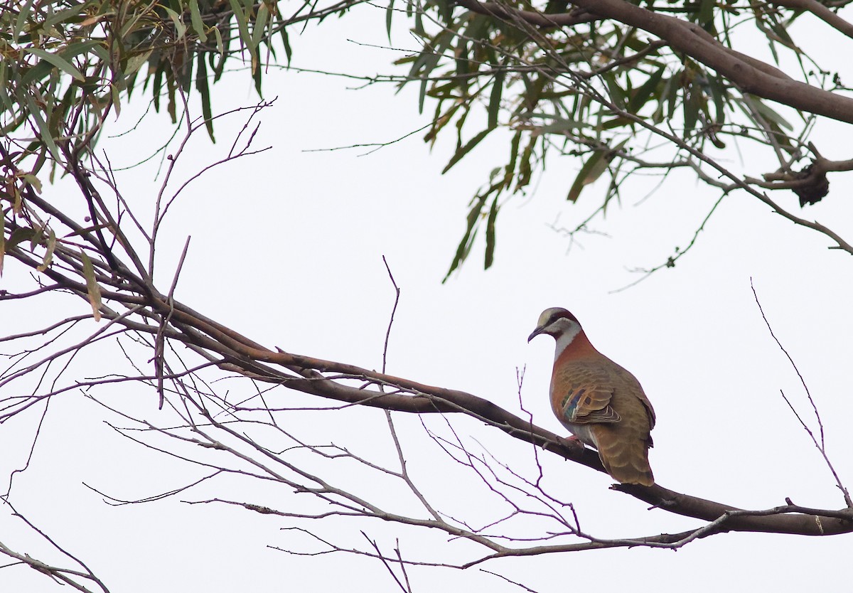 Brush Bronzewing - ML610770190