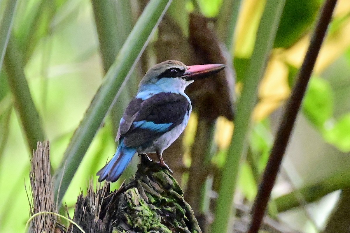 Blue-breasted Kingfisher - Gerd Schön