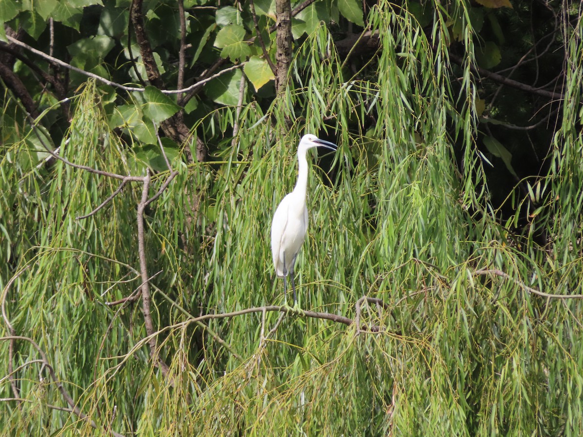 Little Egret - ML610770400