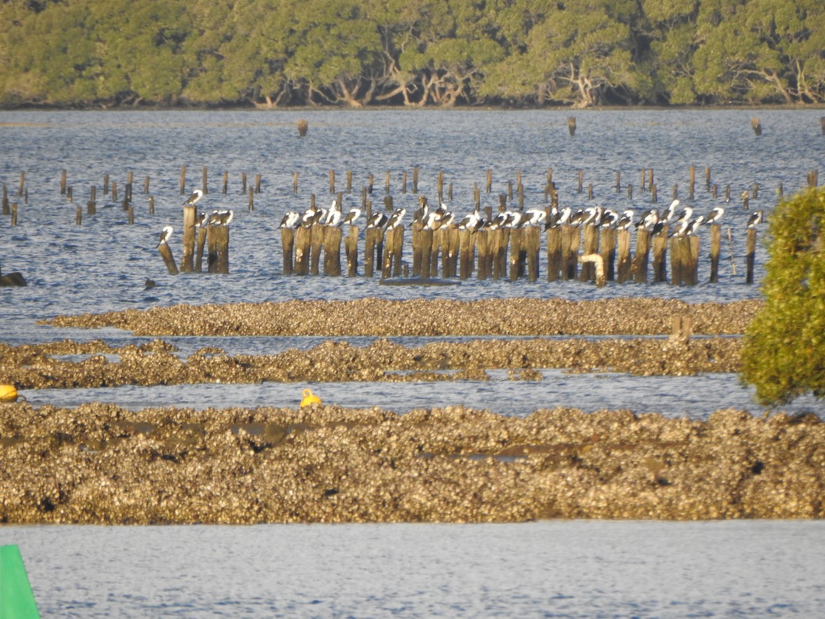 Cormoran varié - ML610770432