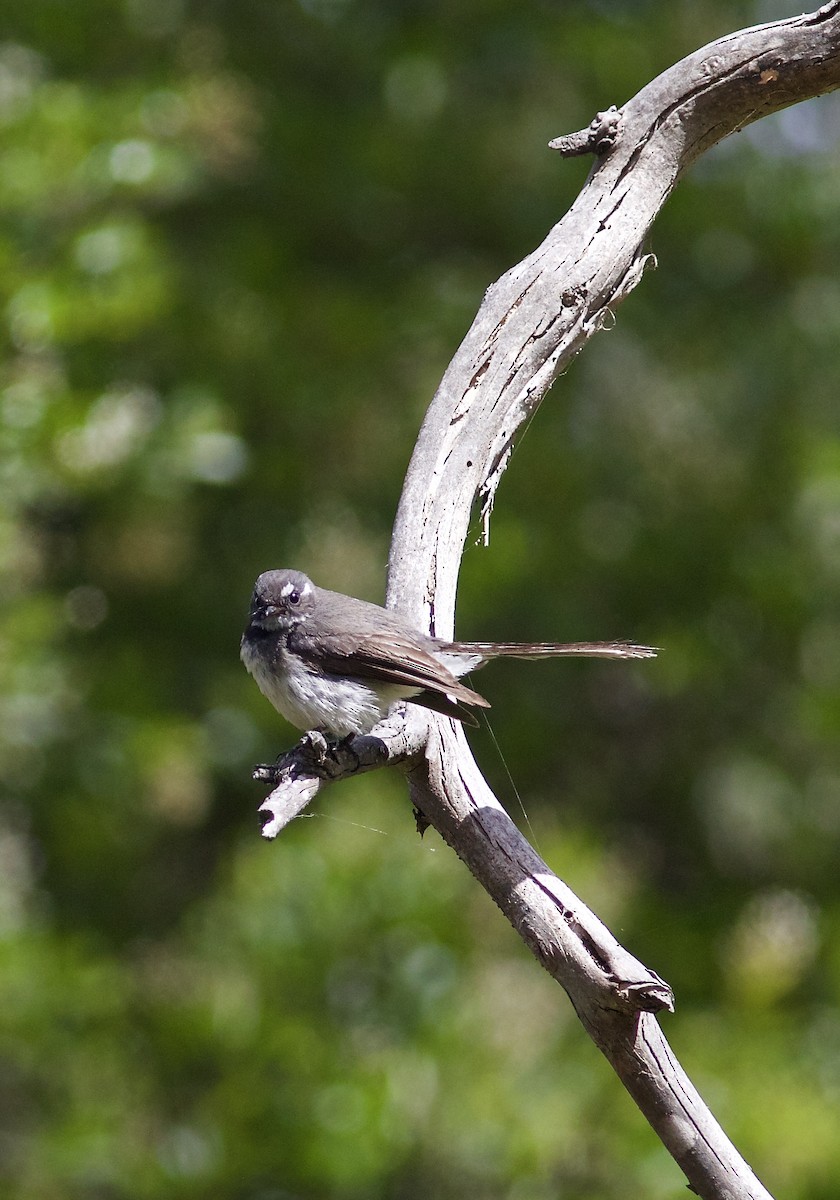 Gray Fantail - Oliver Burton