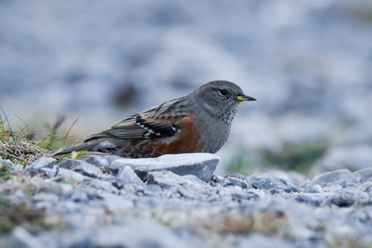 Alpine Accentor - ML610770455