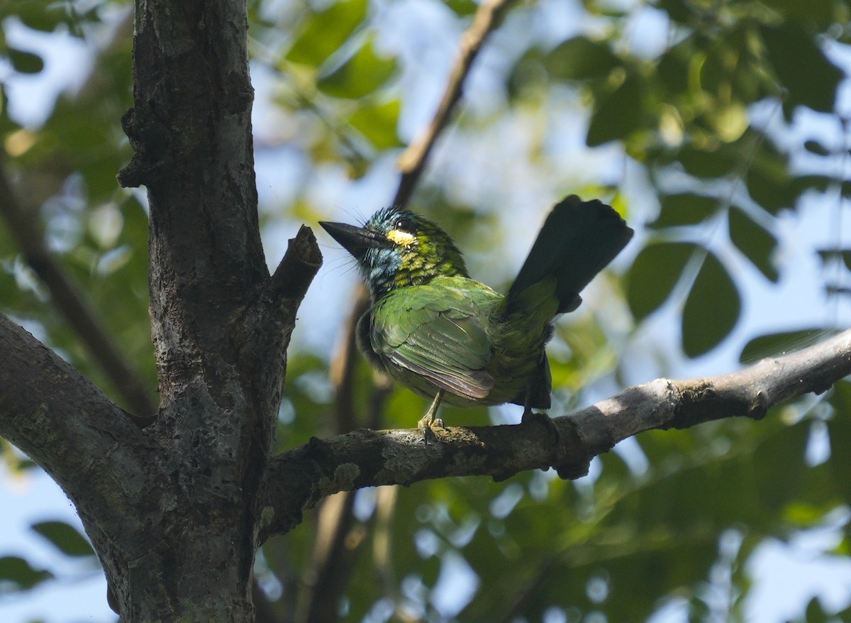 barbet žlutouchý - ML610770494