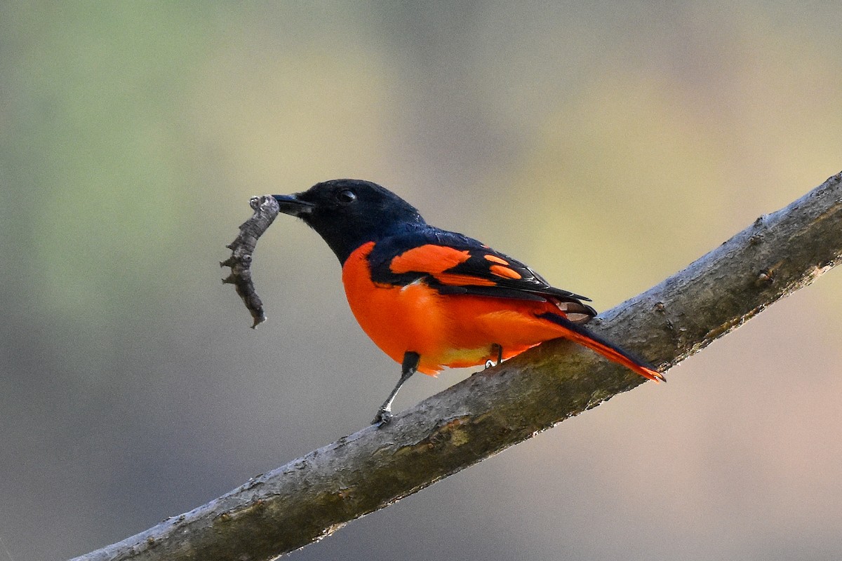 Minivet écarlate - ML610770497