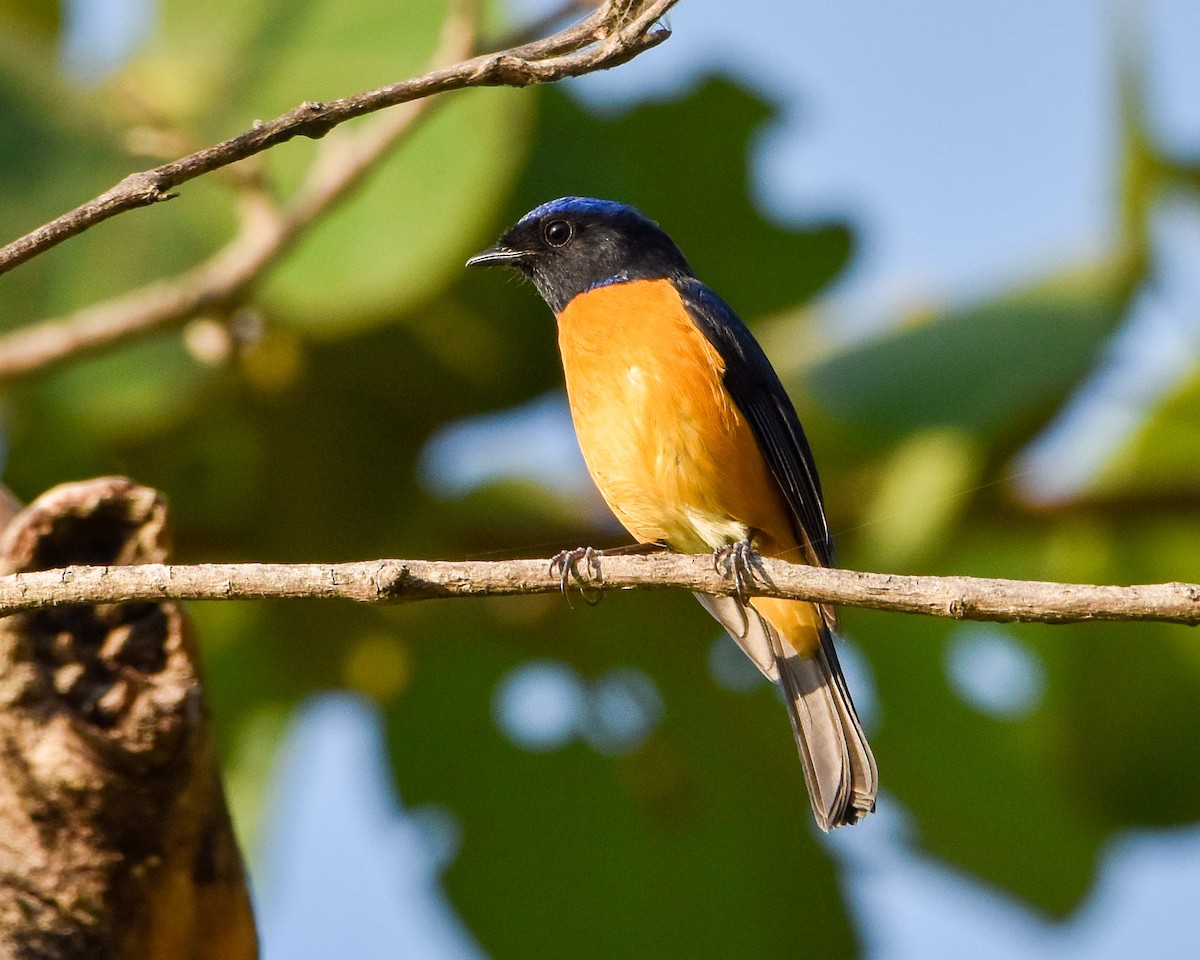 Rufous-bellied Niltava - ML610770498