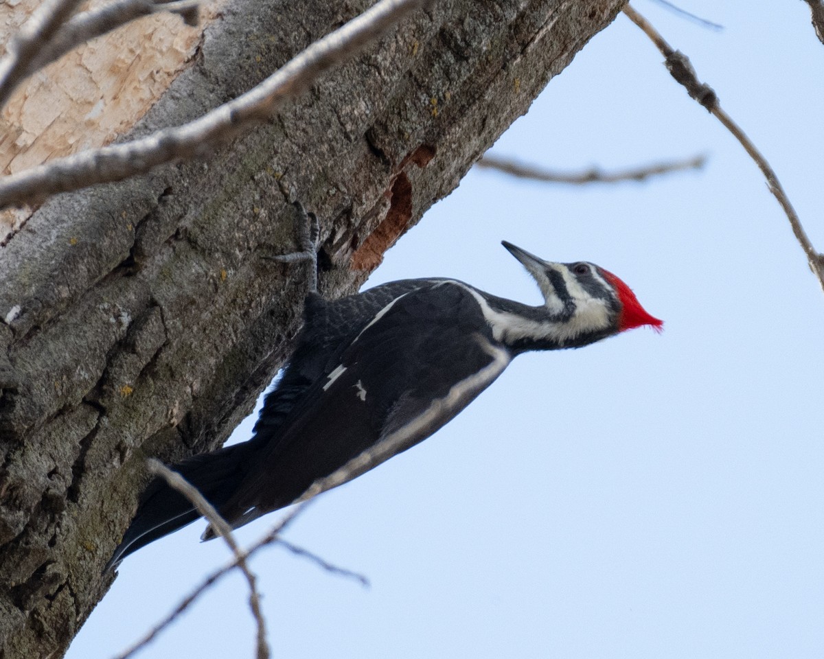 Pileated Woodpecker - ML610770627