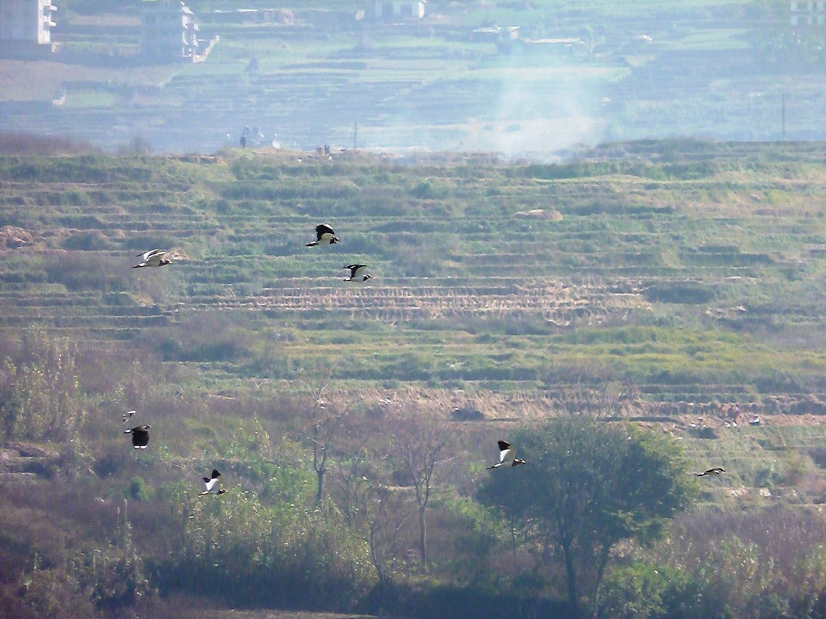 Northern Lapwing - ML610770692