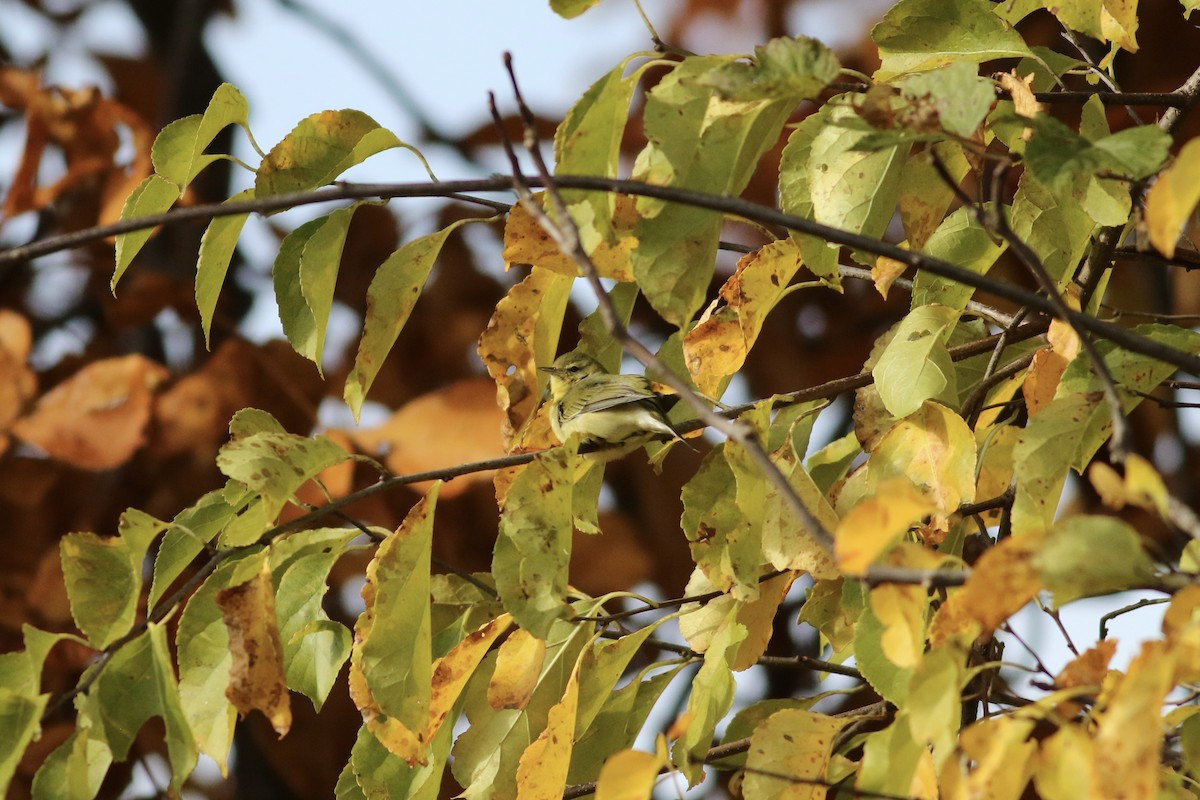 Tennessee Warbler - ML610770732