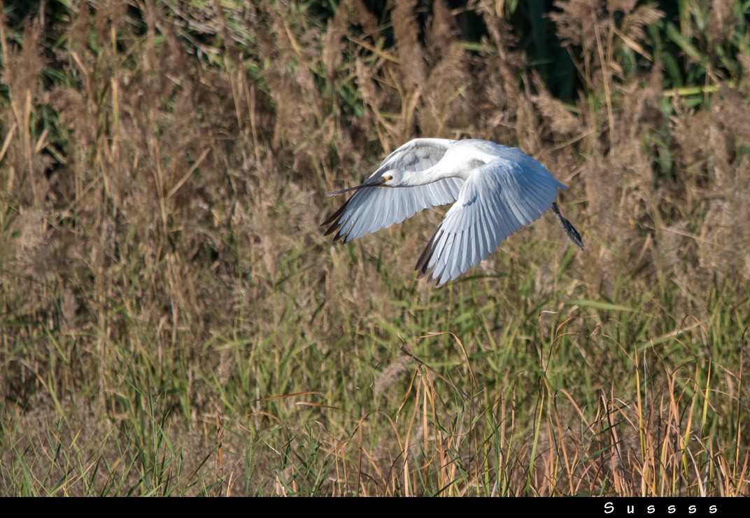 Eurasian Spoonbill - ML610770737