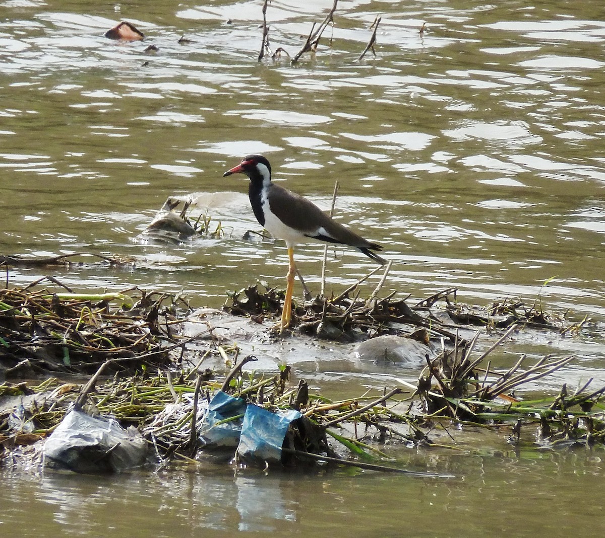 Red-wattled Lapwing - Arend van Riessen