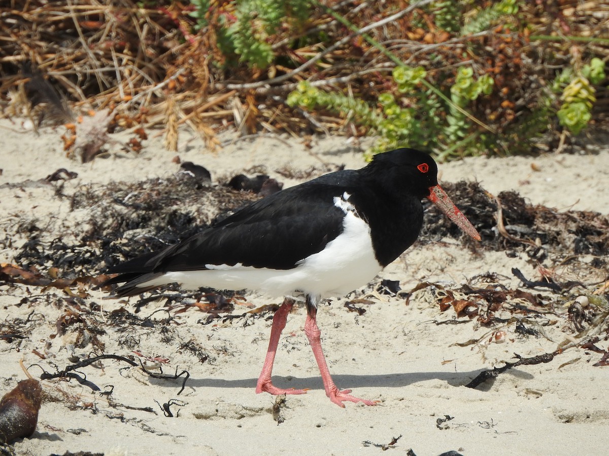 Pied Oystercatcher - Kerry Vickers