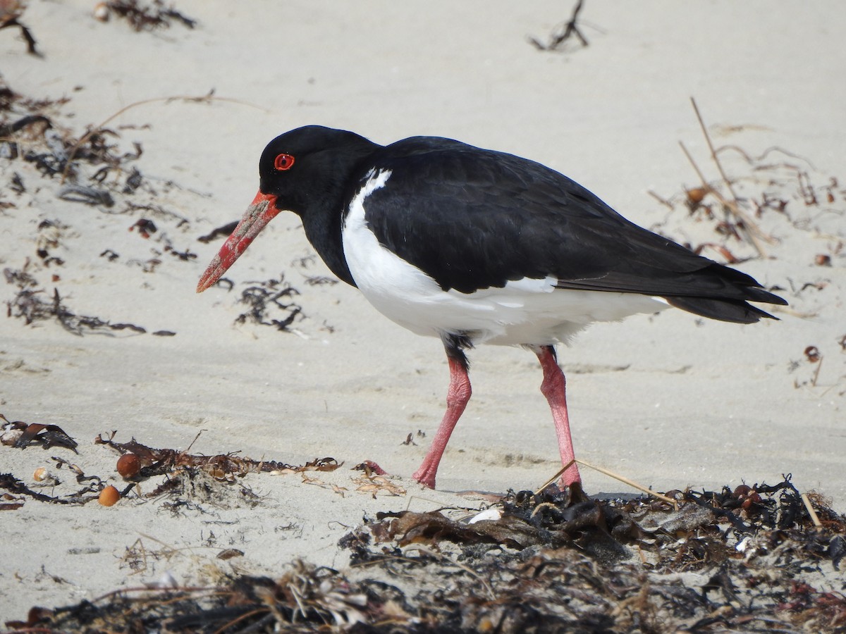 Pied Oystercatcher - Kerry Vickers