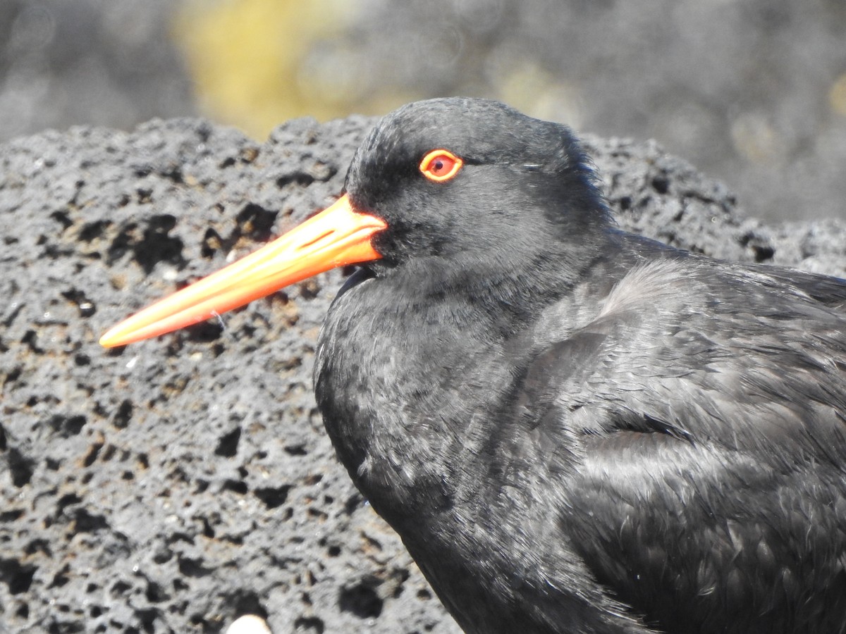 Sooty Oystercatcher - Kerry Vickers