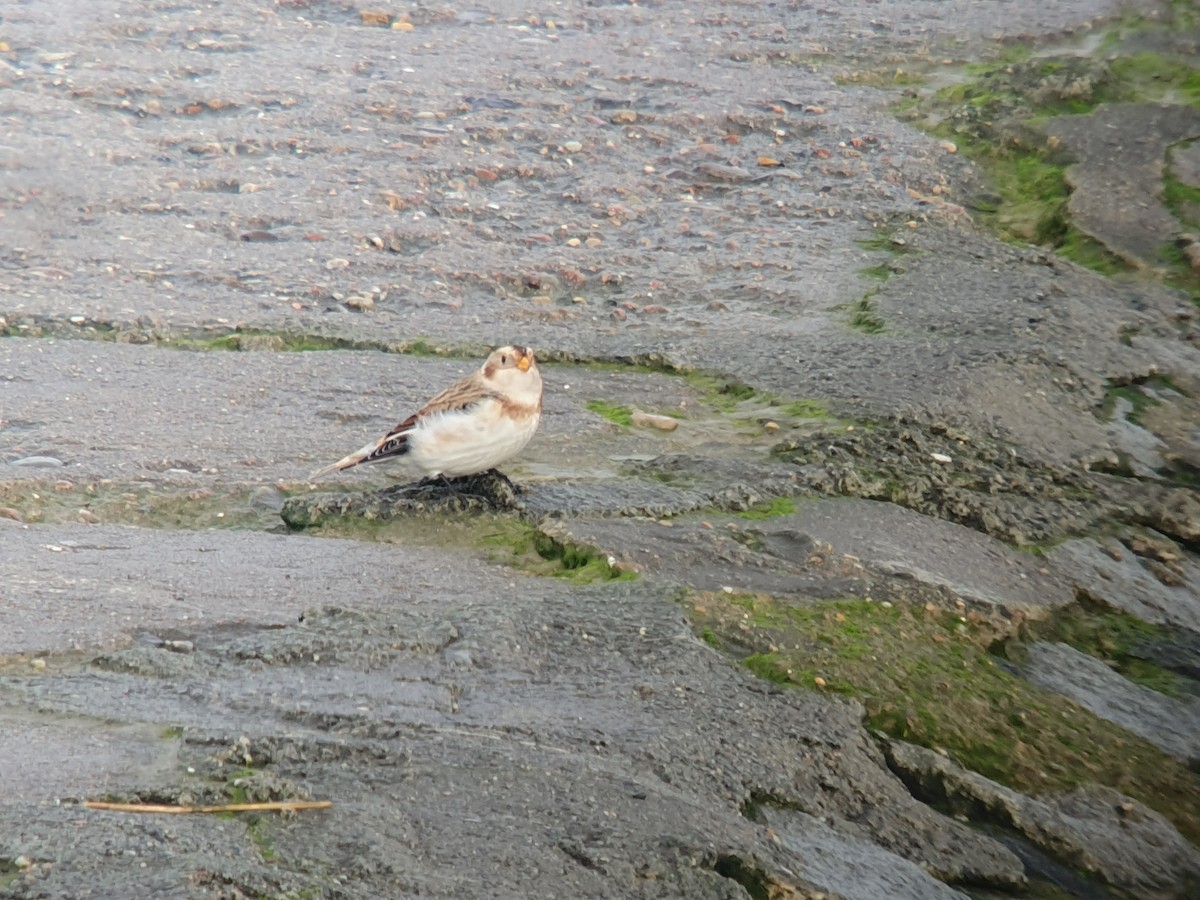 Цасч хөмрөг - ML610770919