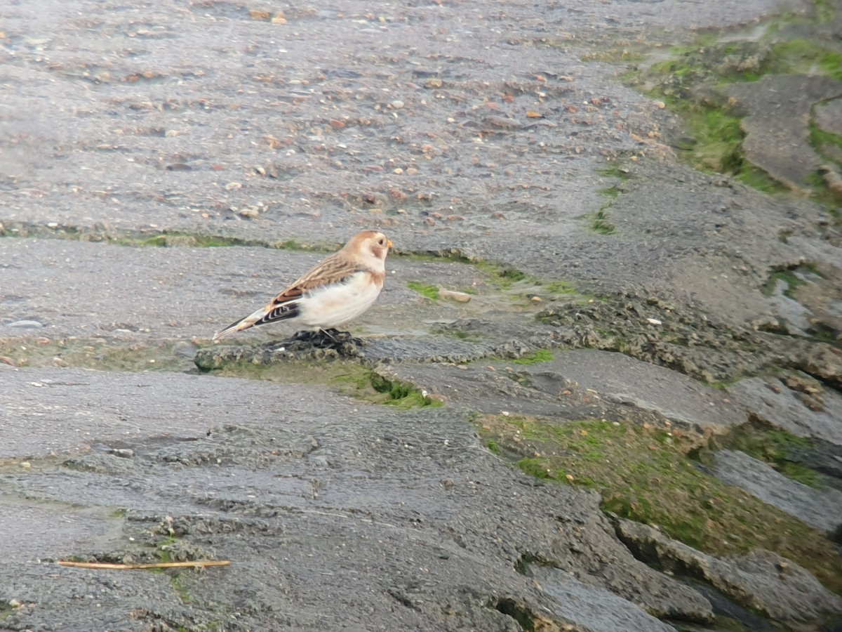 Цасч хөмрөг - ML610770921