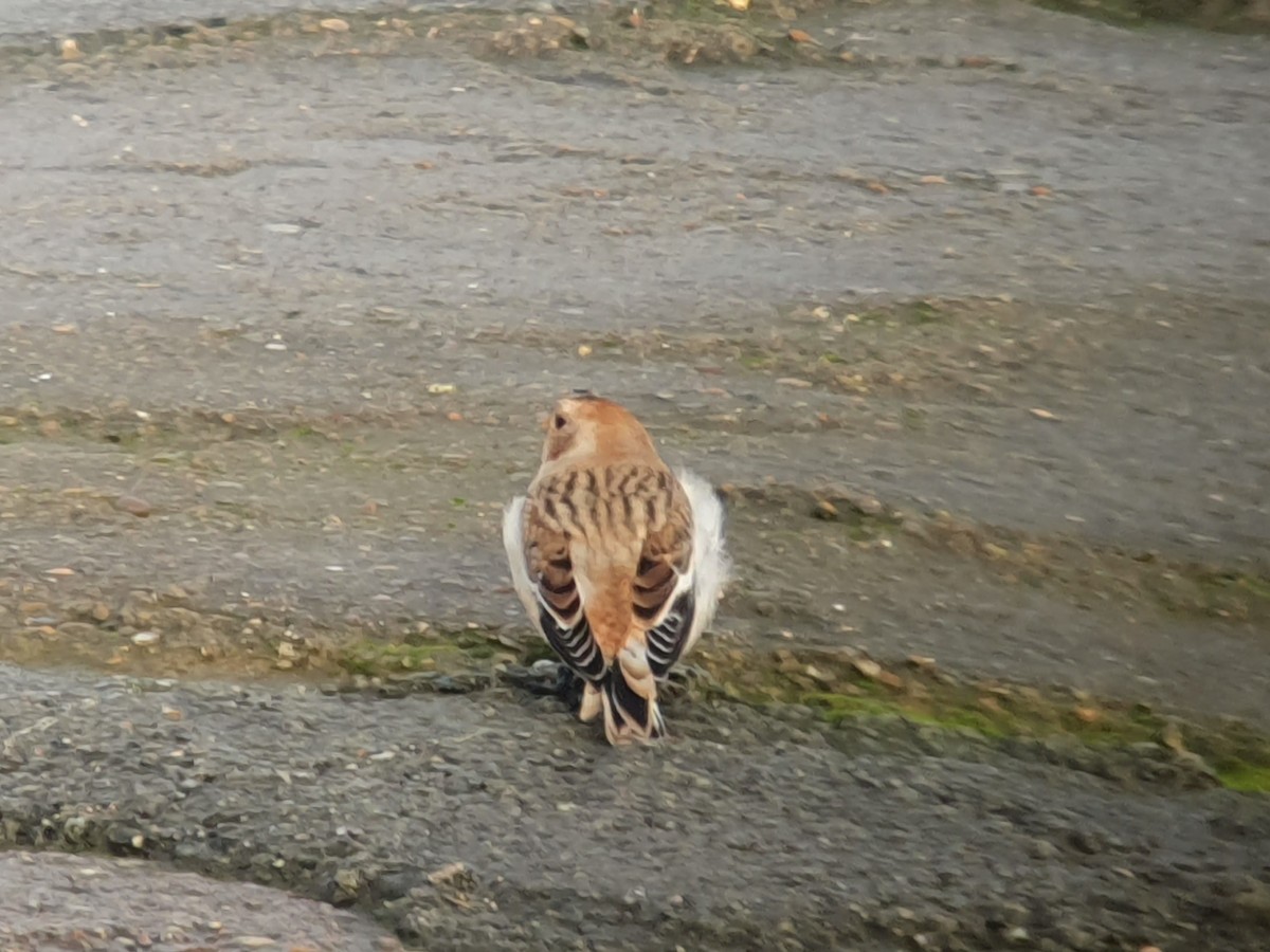 Цасч хөмрөг - ML610770931