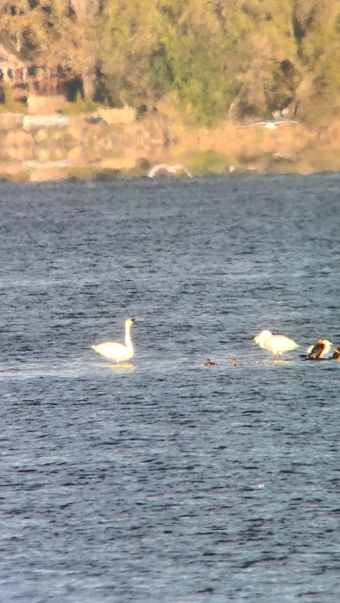 Tundra Swan - ML610771041