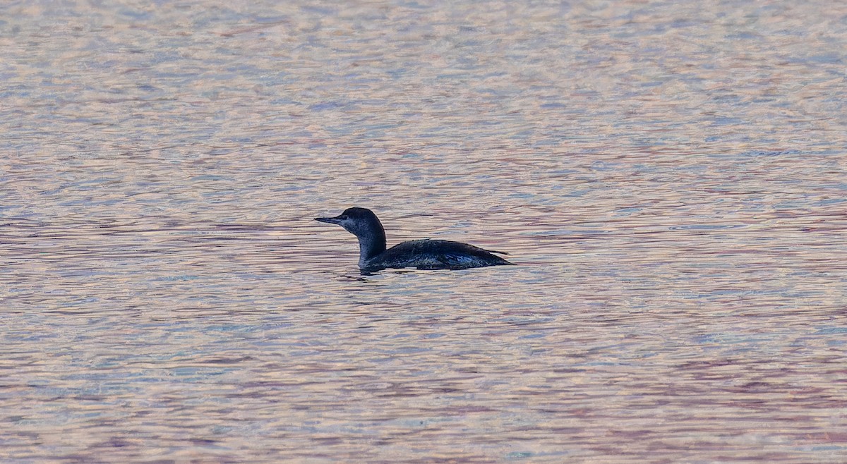 Red-throated Loon - ML610771123