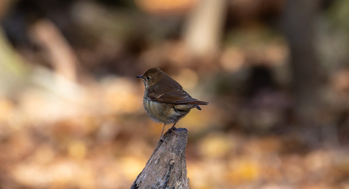 Hermit Thrush - ML610771147