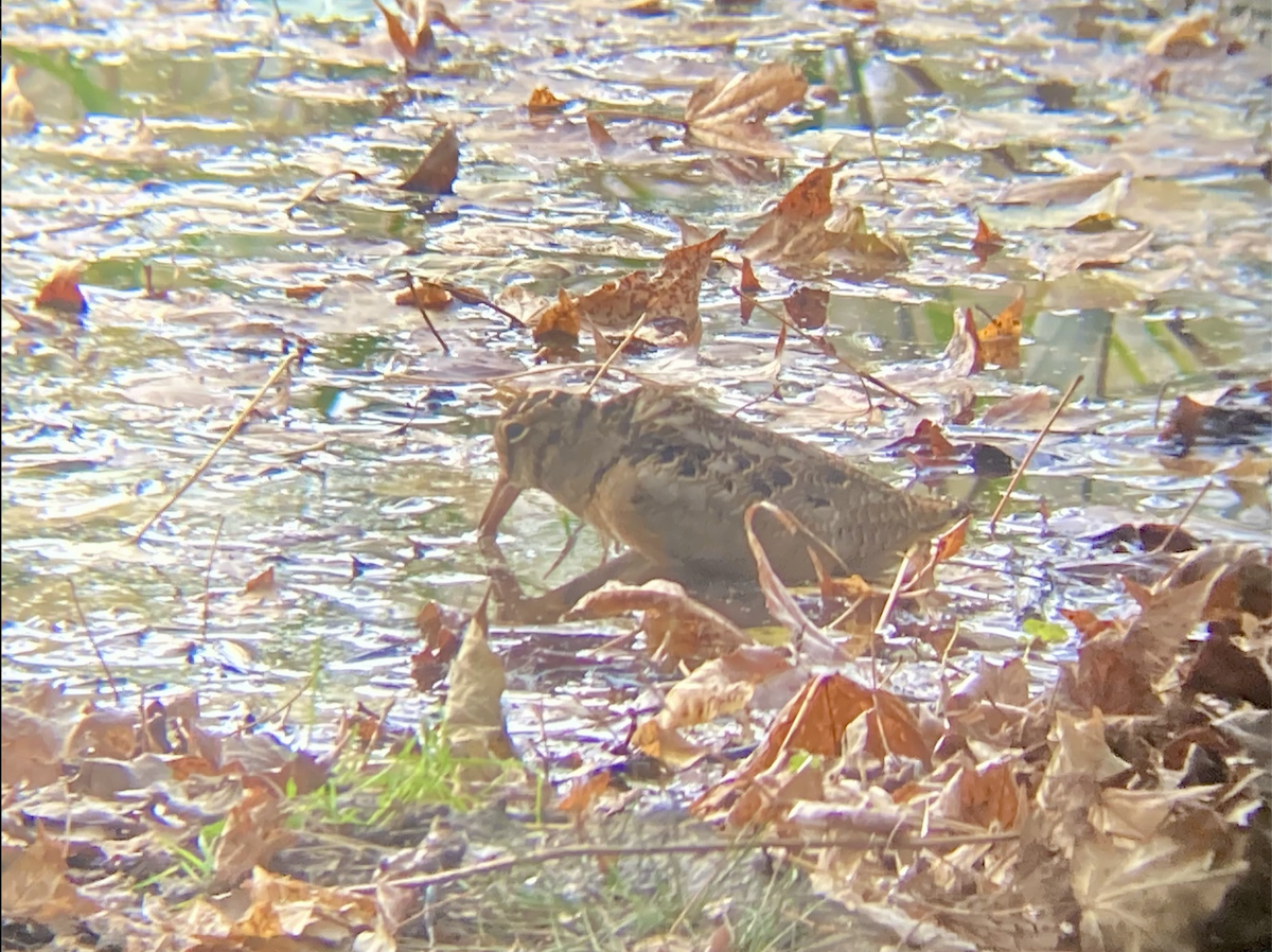 American Woodcock - ML610771204