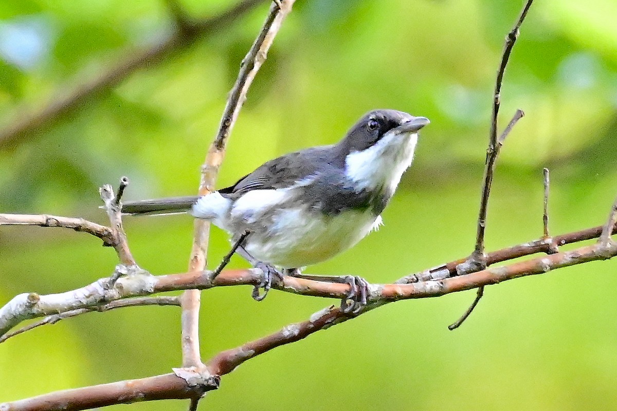 Dohrn's Thrush-Babbler - ML610771216