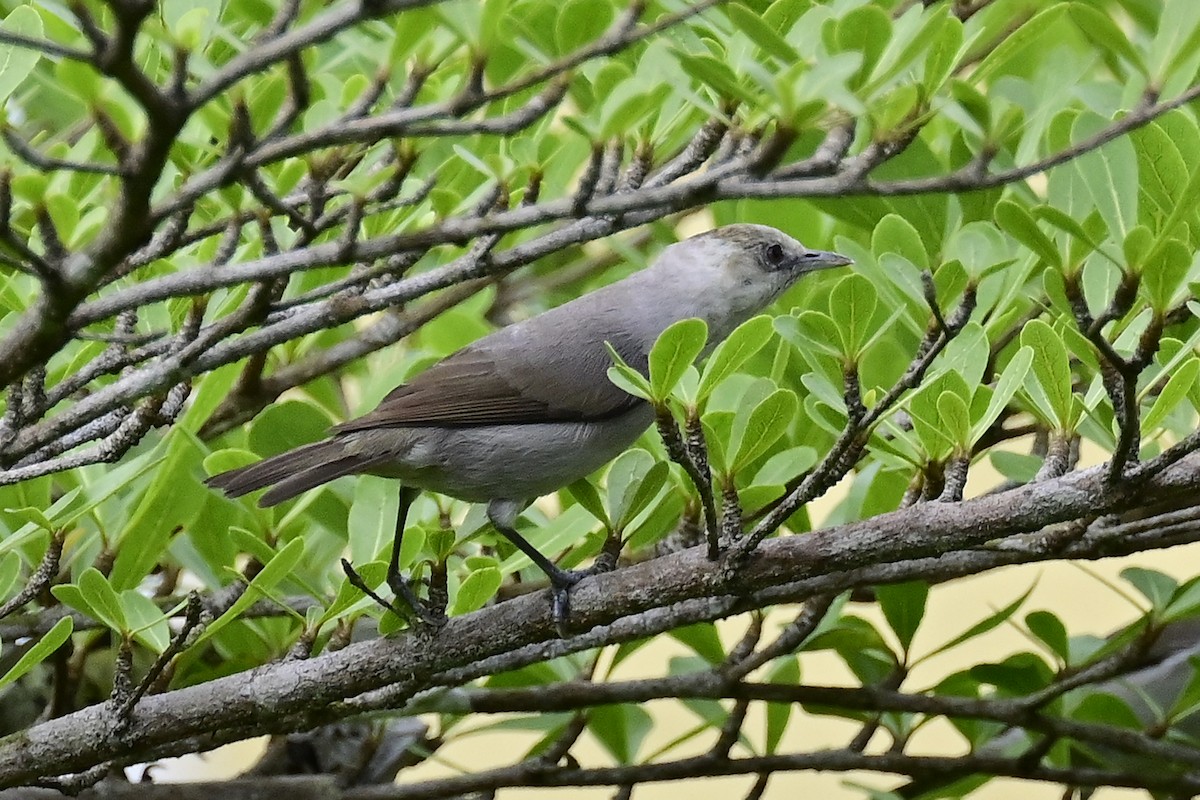 Zostérops de Principé - ML610771234