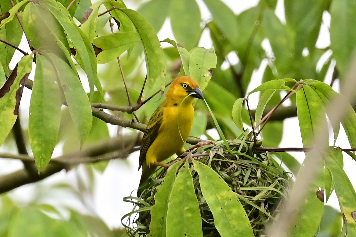 Principe Golden-Weaver - Gerd Schön