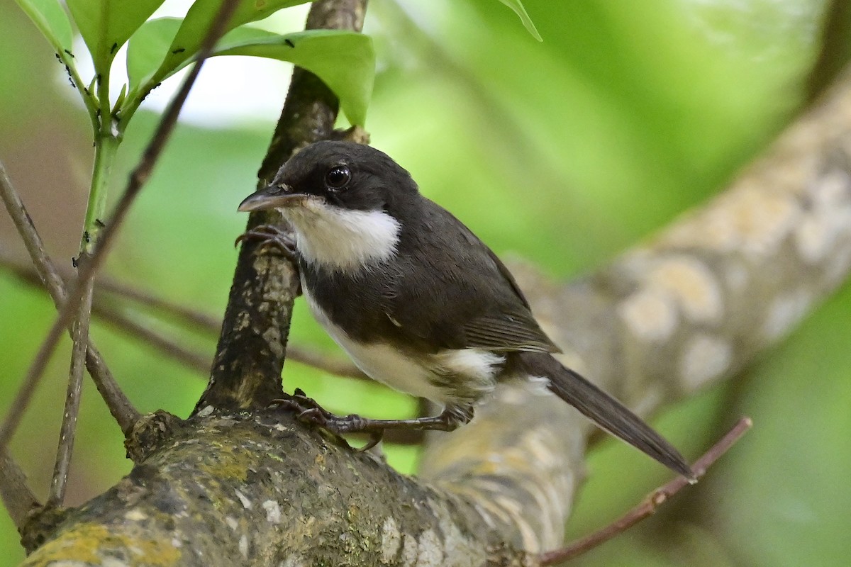 Dohrn's Thrush-Babbler - ML610771282