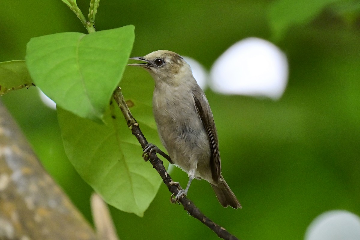 Silberbrillenvogel - ML610771323