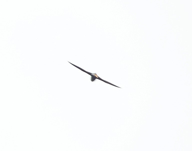 Silver-backed Needletail - ML610771324