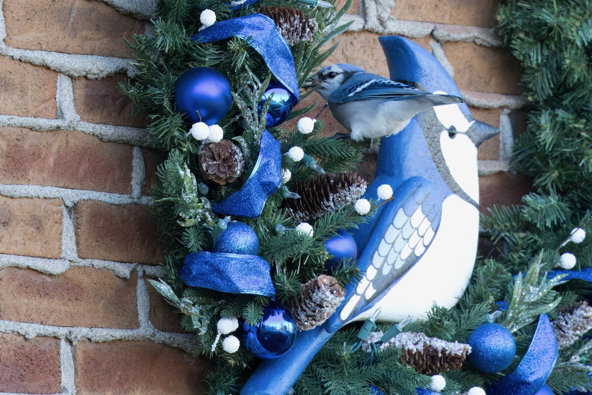 Blue Jay - ML610771382