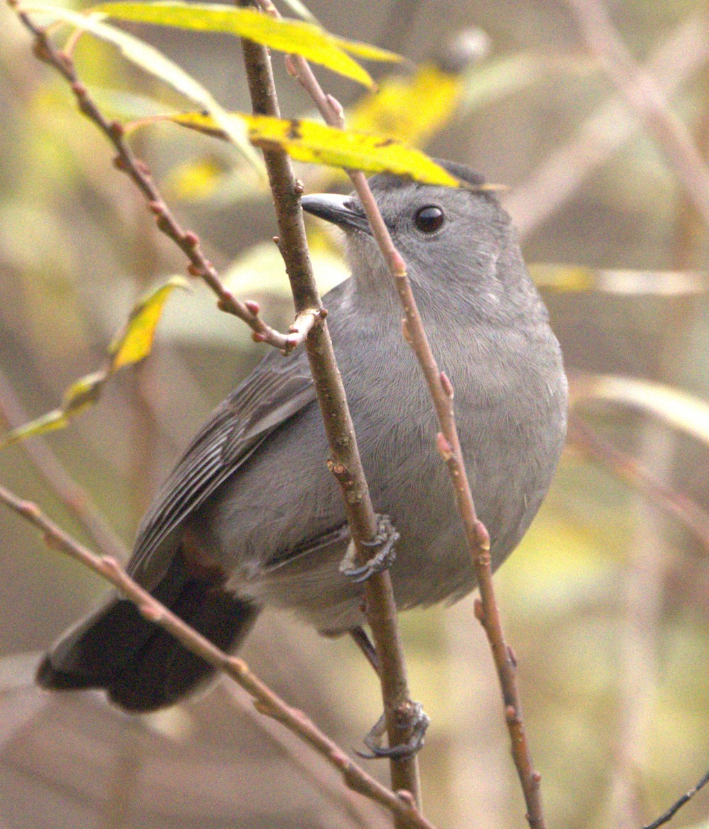 Pájaro Gato Gris - ML610771450