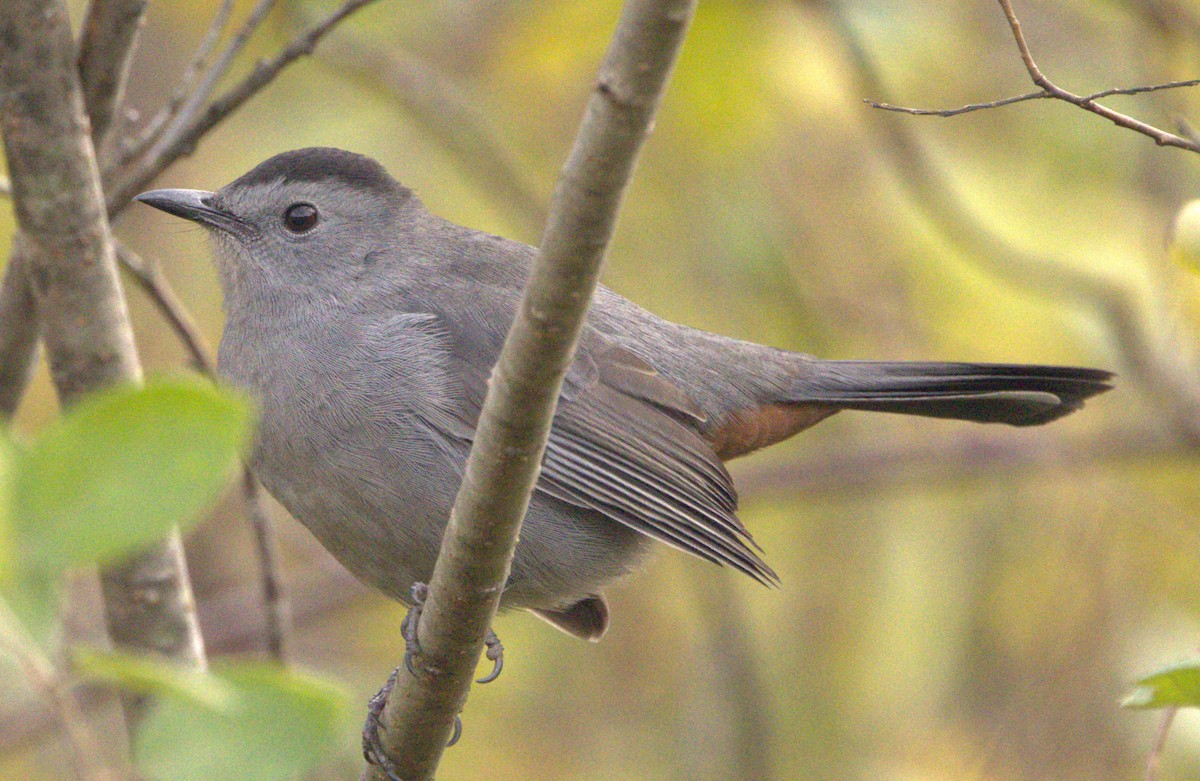 Gray Catbird - ML610771452