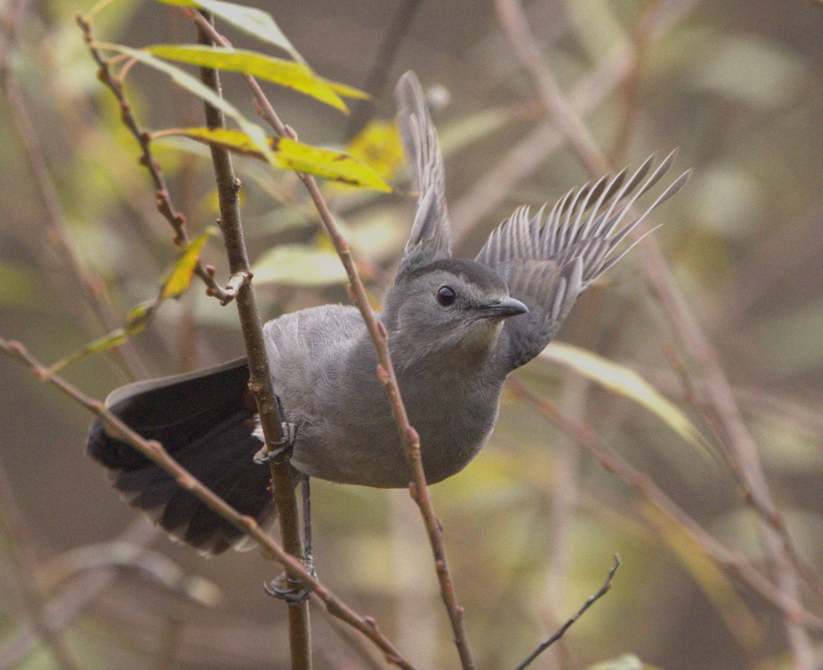 Pájaro Gato Gris - ML610771455