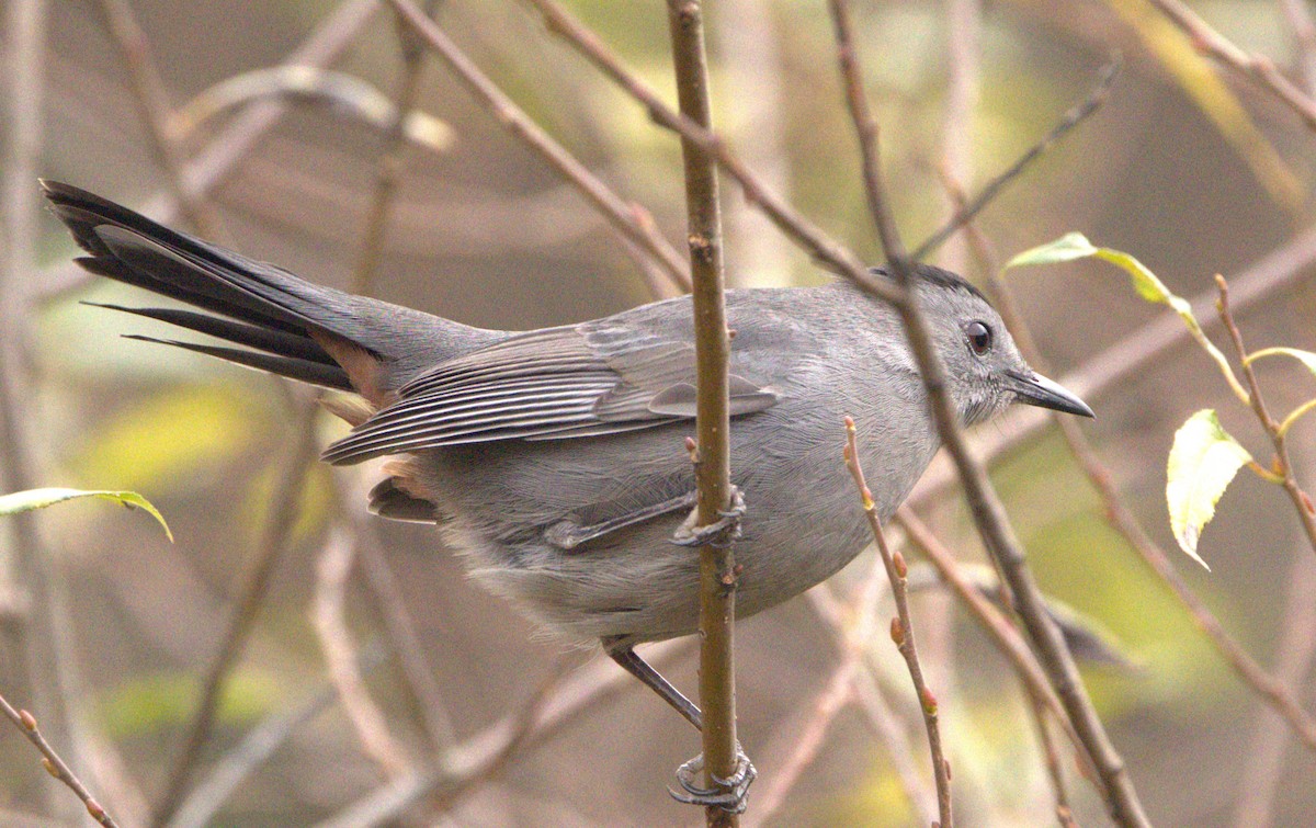 Pájaro Gato Gris - ML610771456