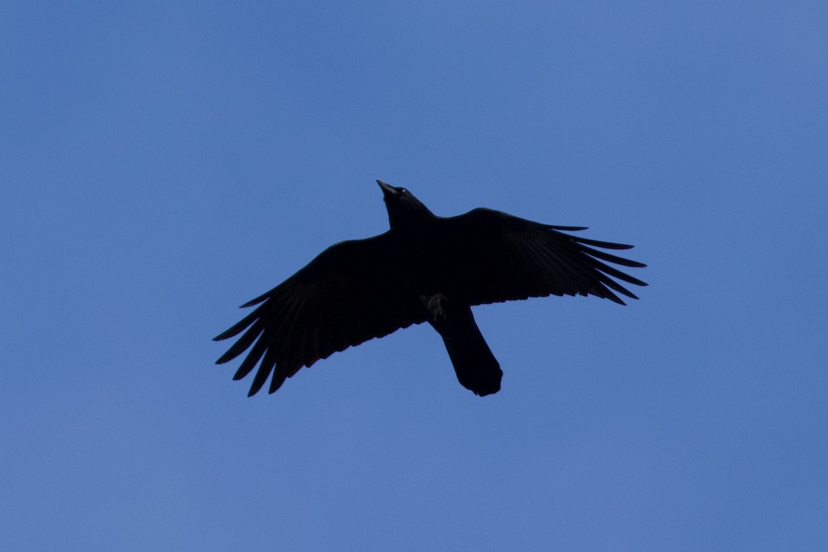 American Crow - ML610771515