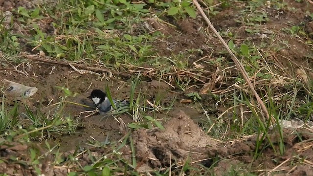 Asian Tit (Cinereous) - ML610771581