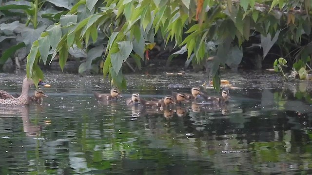 Indian Spot-billed Duck - ML610771623