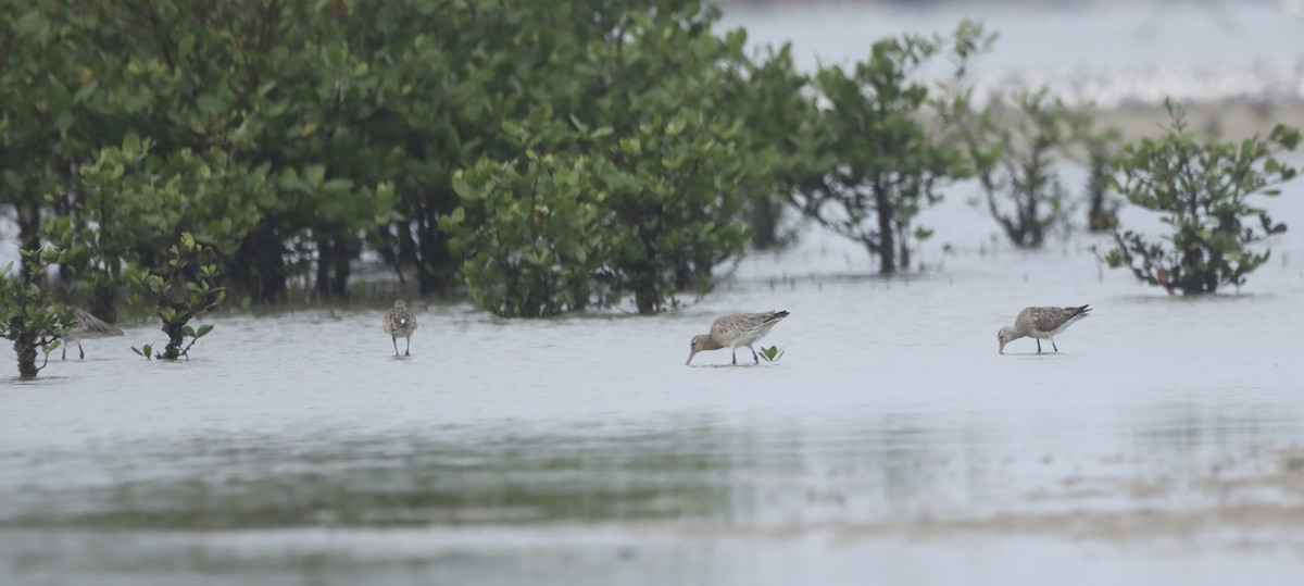 Bar-tailed Godwit - ML610771628