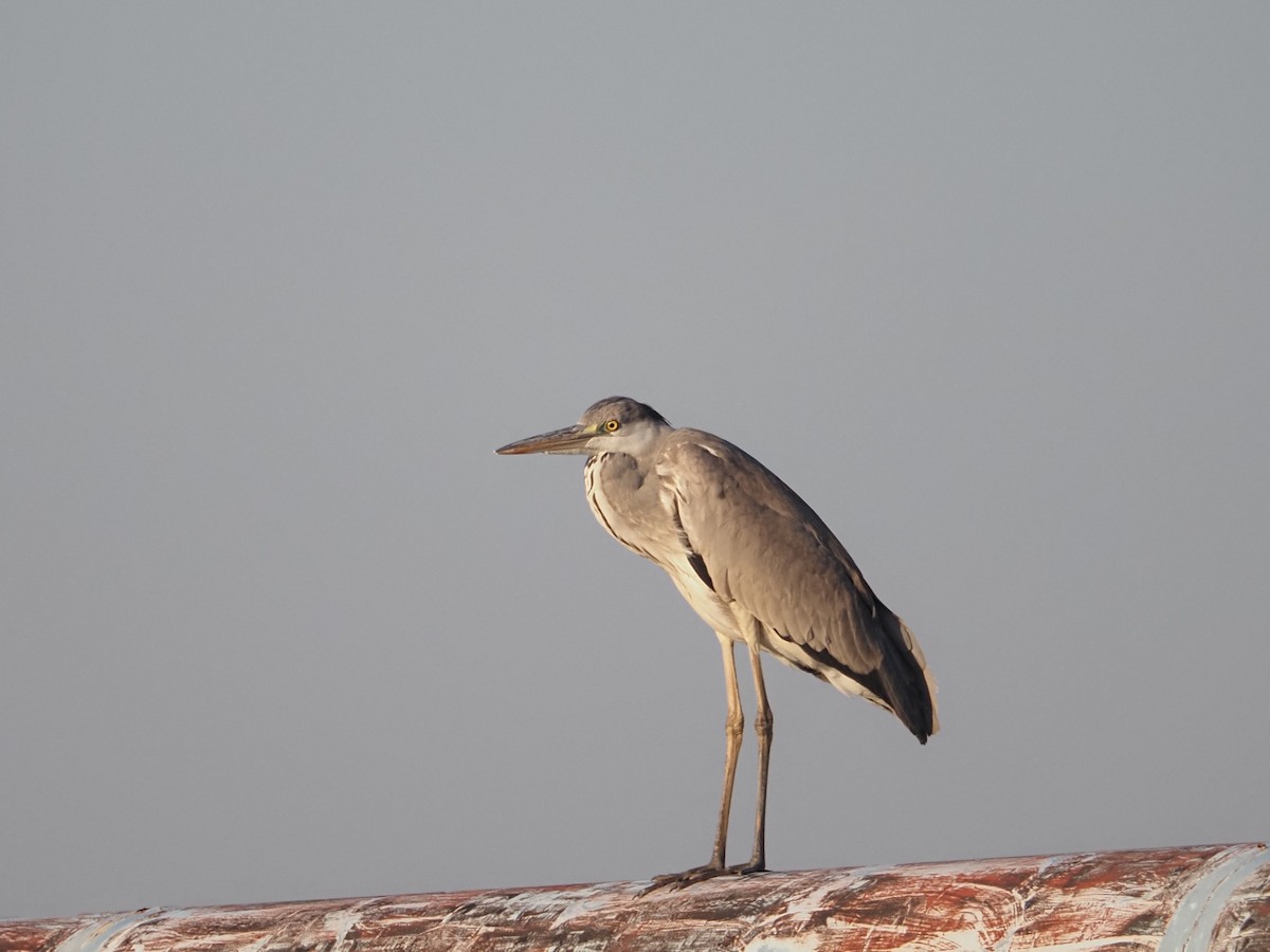 Gray Heron - Keishi Tsukamoto