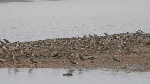 Small Pratincole - ML610771738