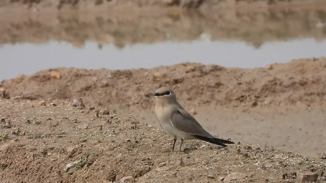 Small Pratincole - ML610771739