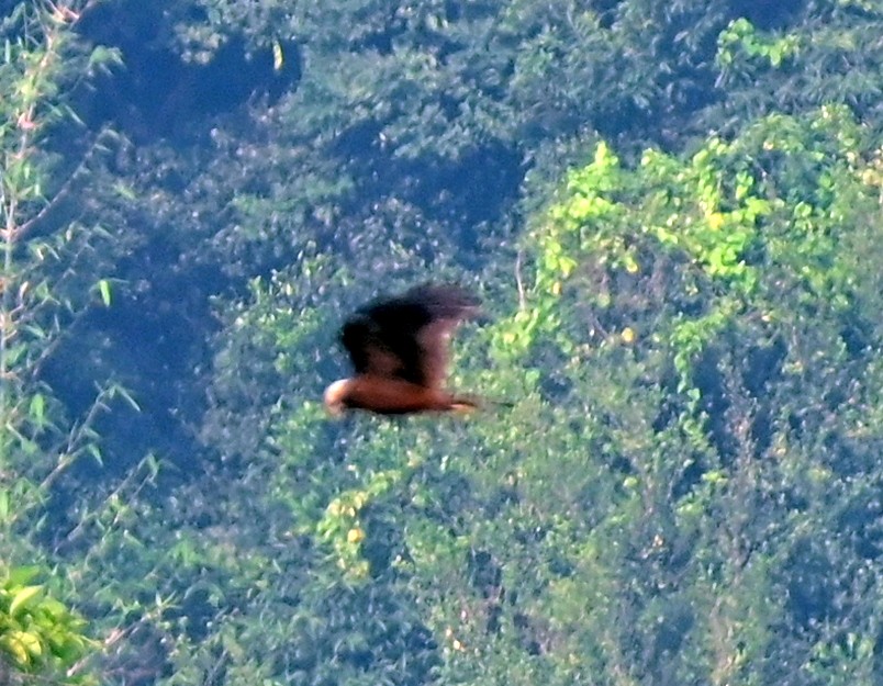 Brahminy Kite - ML610771741