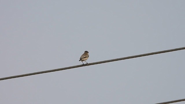 Siberian Stonechat - ML610771752